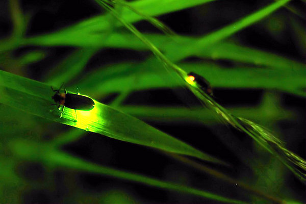 Bioluminescenza delle lucciole