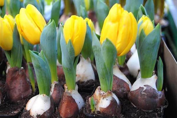 I Bulbi come il Tulipano colorano gli ambienti e possono essere coltivati anche in casa