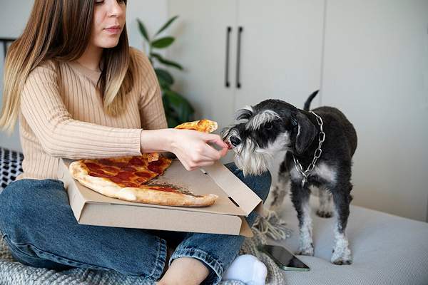 La pizza  un alimento complesso con pi ingredienti, molti dei quali non sono adatti ai cani