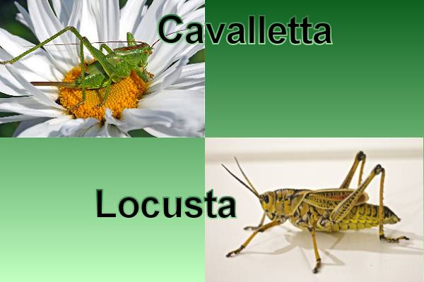 Spesso confondiamo cavallette e locuste, ma in realt questi insetti differiscono per diversi aspetti