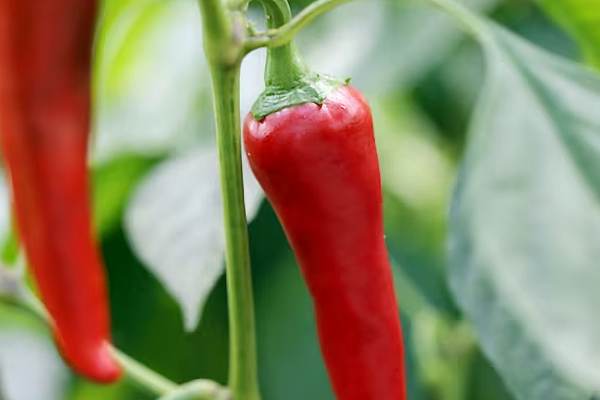 In Italia e soprattutto nel Sud, il peperoncino  un simbolo di buona fortuna