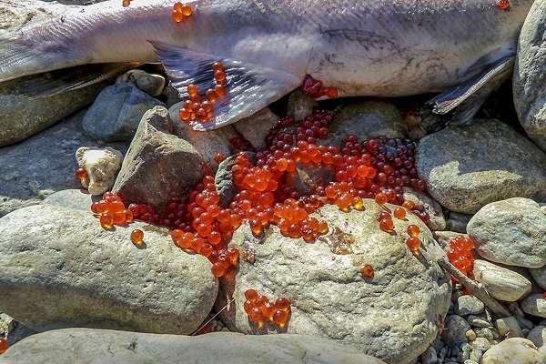 Uova di salmone appena deposte sull'argine di un fiume