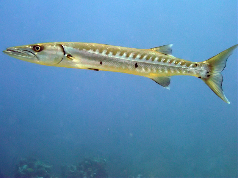 barracuda