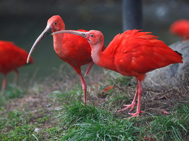 ibis_rosso