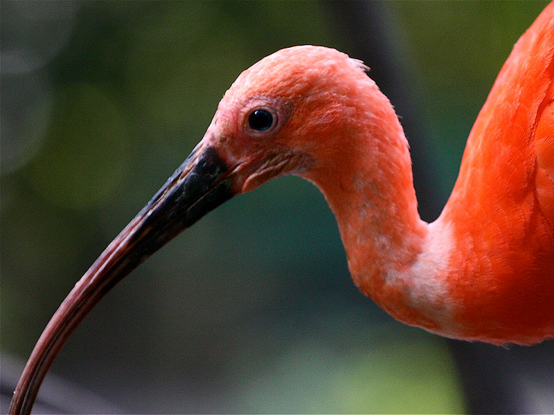 ibis_rosso