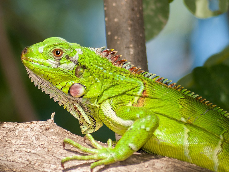 iguana