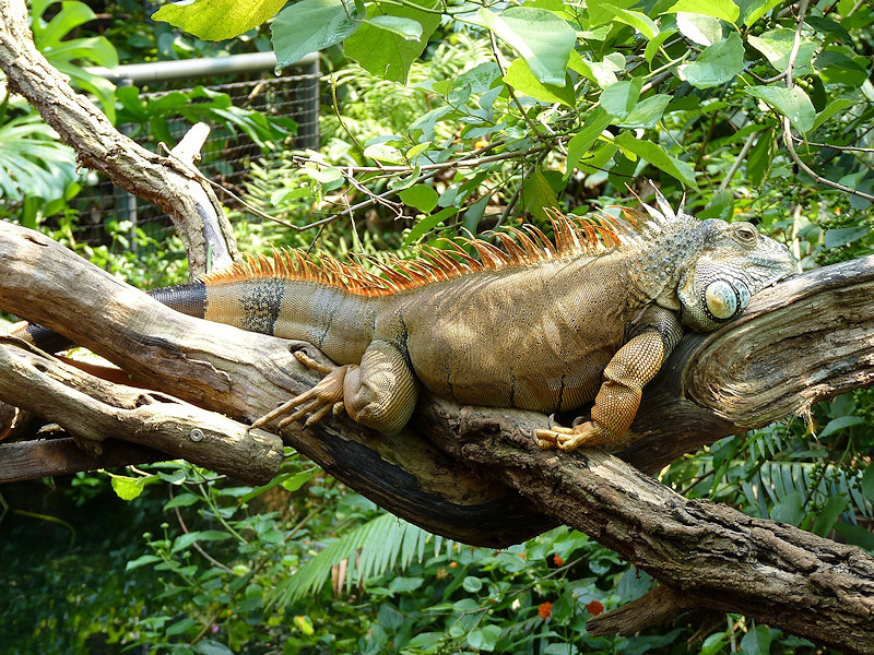 iguana