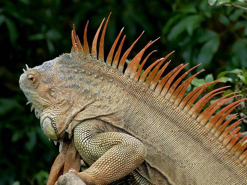 iguana