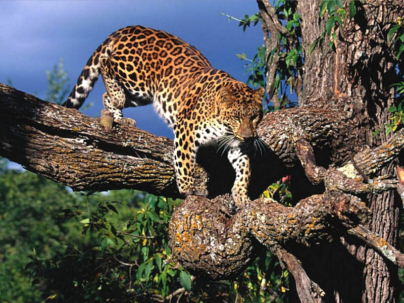 leopardo