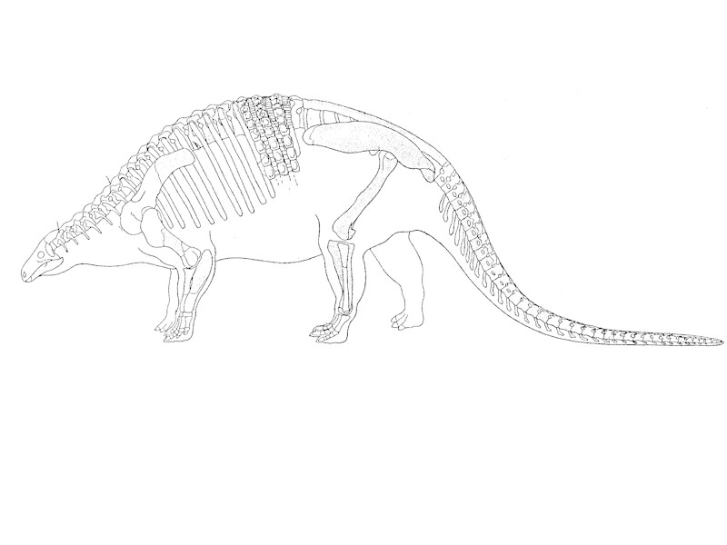 nodosaurus