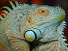 Iguana