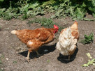 Pollo (Gallo o Gallina)