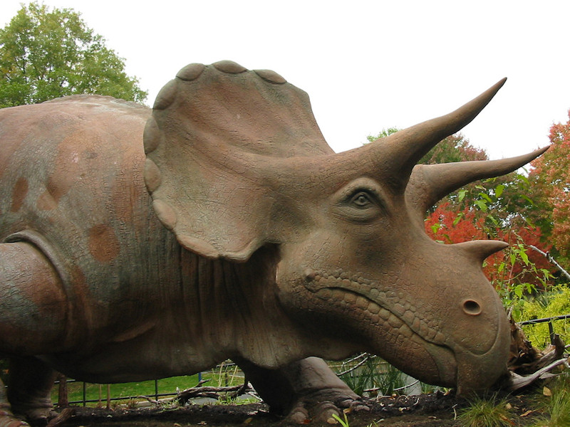 triceratops